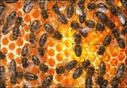 Tn bees