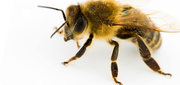 Tn honeybee