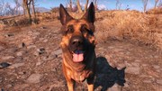 Tn fallout 4 dogmeat