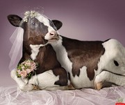 Tn funny cow in wedding dress