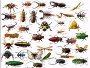 Tn insects
