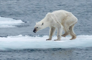 Tn dnews files 2015 09 emaciated polar bear 670 jpg